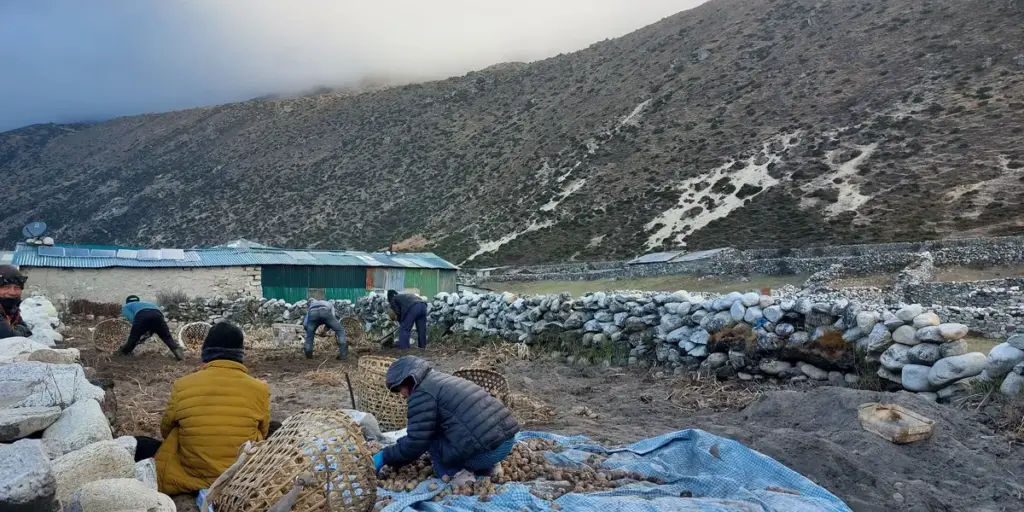 sherpa-people-farming