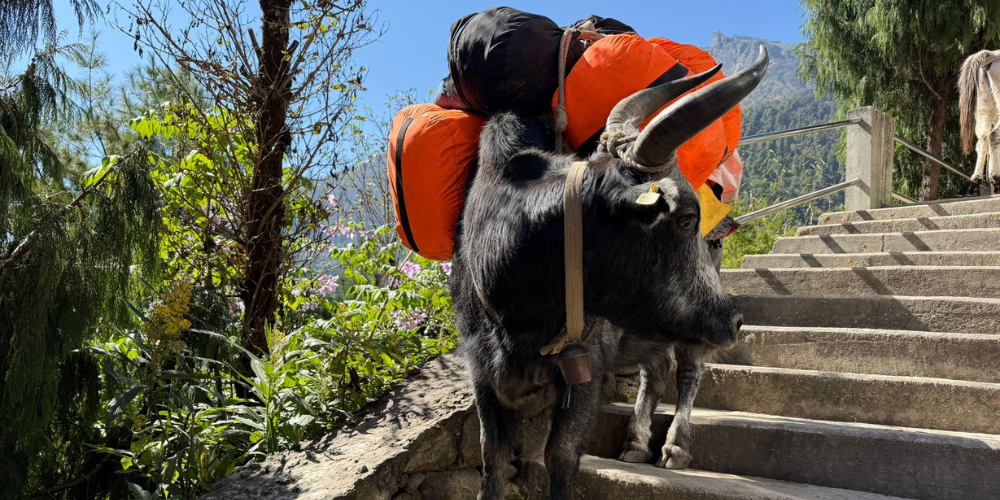 yak-carrying-supplies-in-tea-houses-of-everest-base-camp-trek